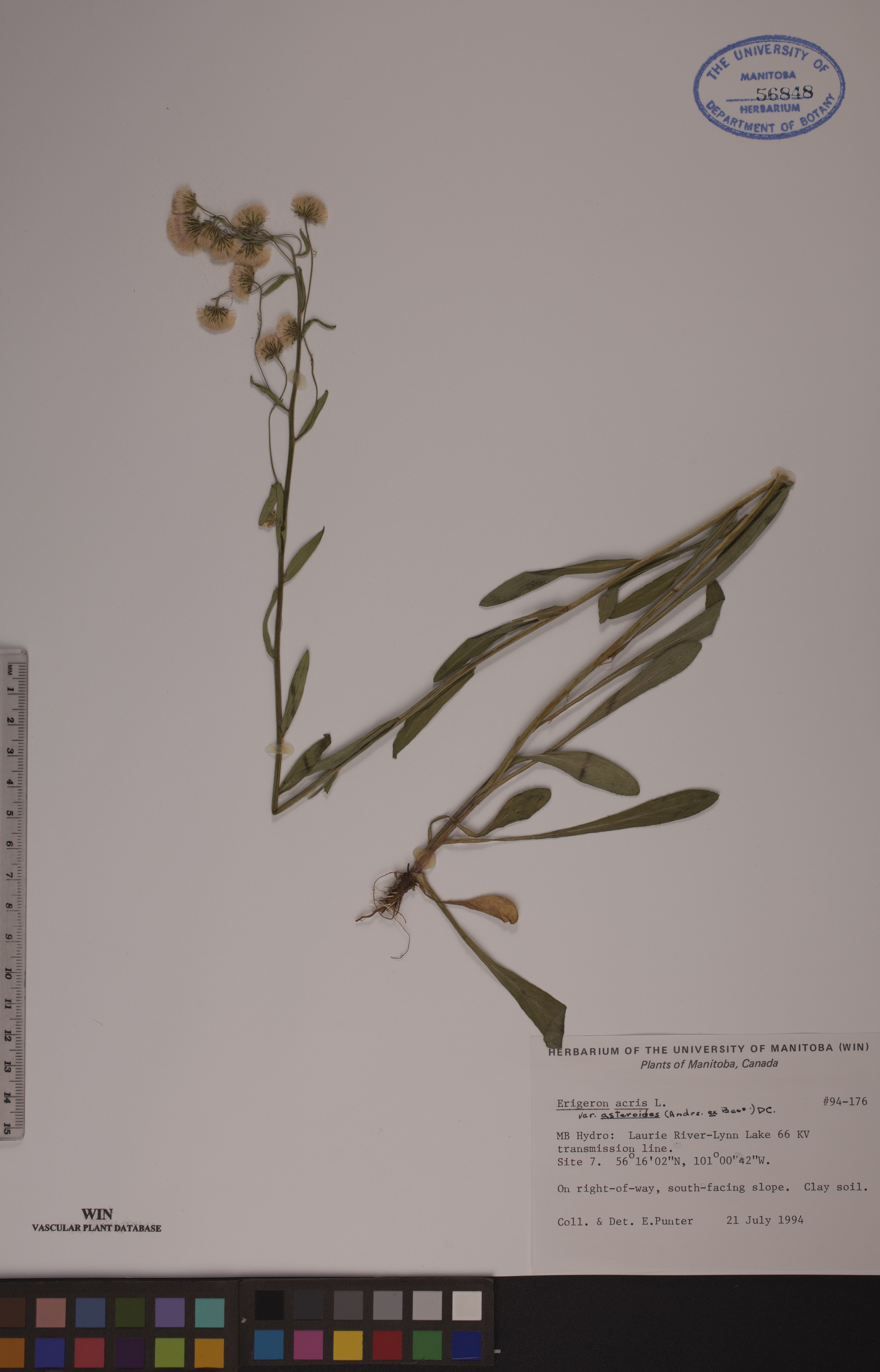 Erigeron acris image